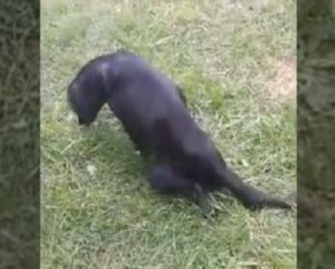 dog rescue groups
