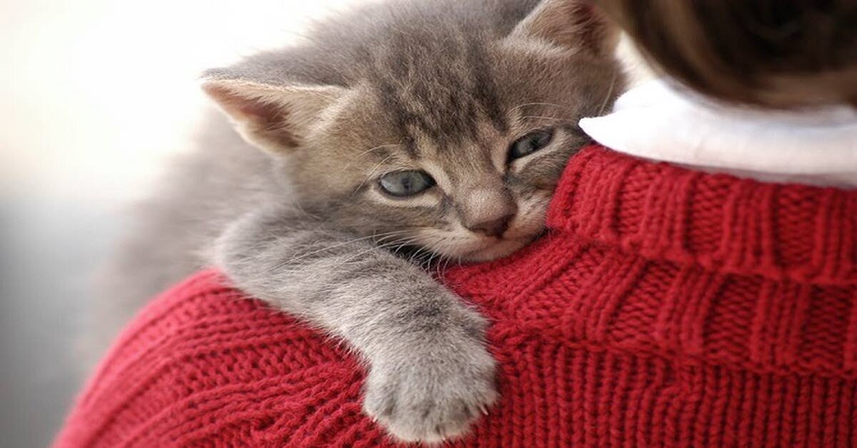 cats love their human