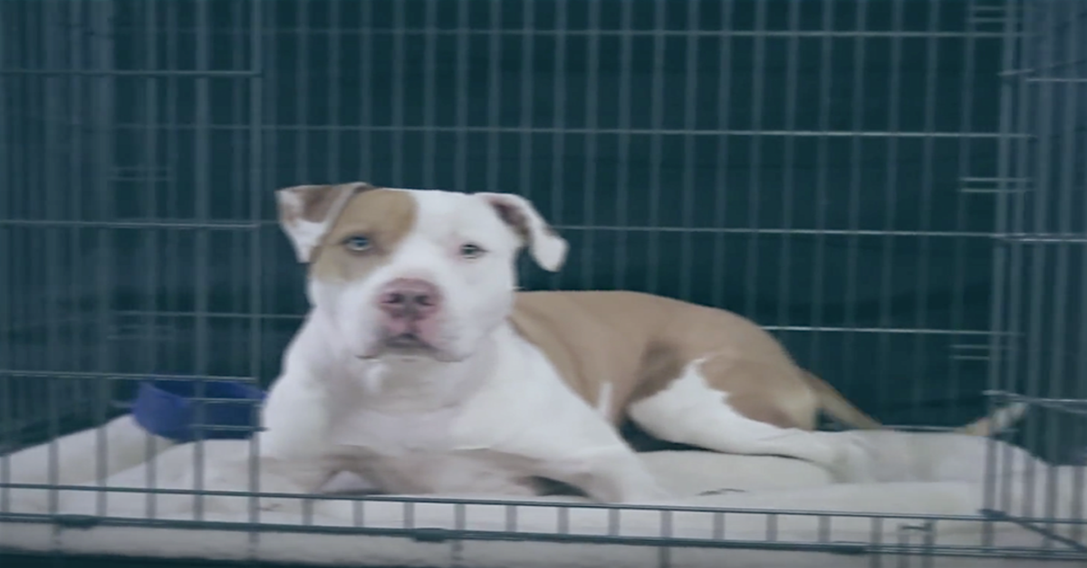 fresh pup of bel air
