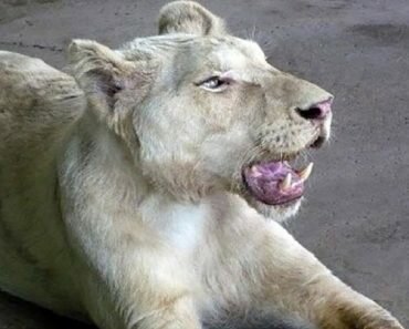 dying lion rescued