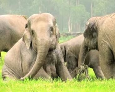 save elephant foundation