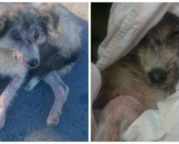 injured dog rescue