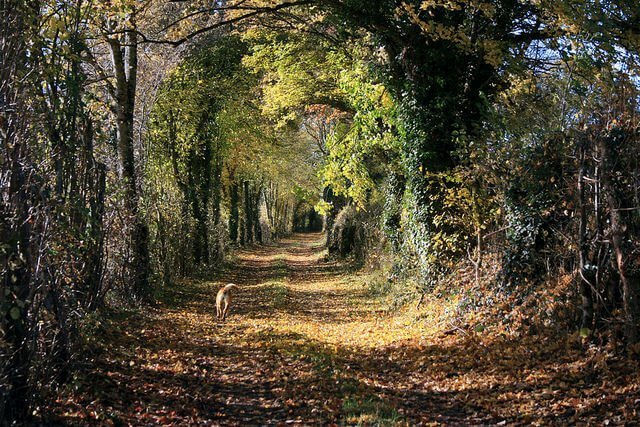 facebook message dumped dog