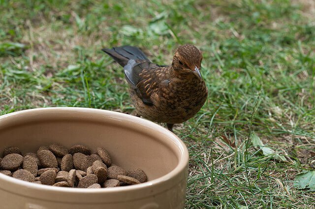 facebook message dumped dog