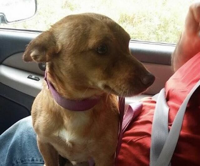 facebook message dumped dog