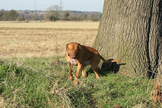 facebook message dumped dog