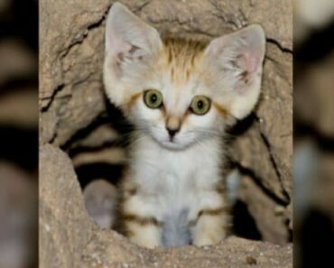 sand cat