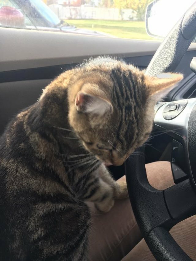 stray cat jumps into car