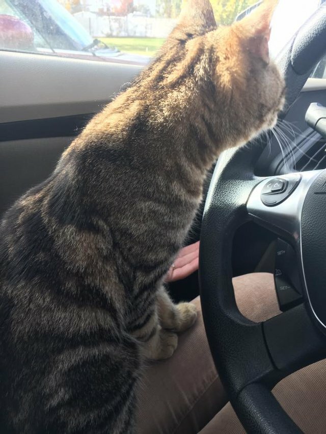 stray cat jumps into car