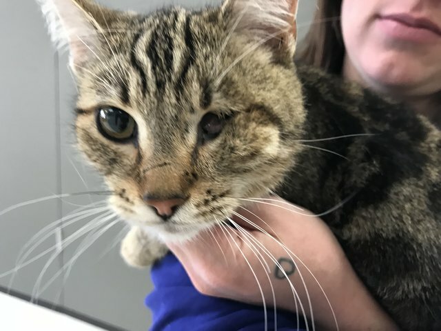 stray cat jumps into car