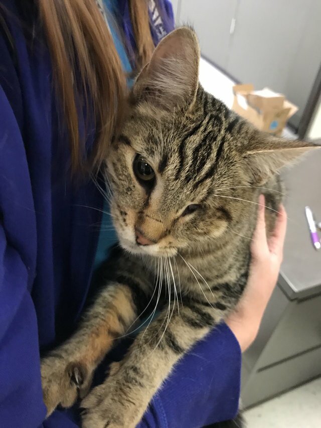 stray cat jumps into car