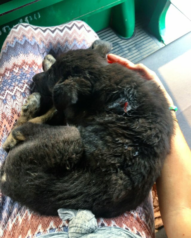 tourist rescues stray puppy