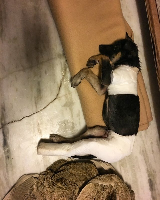 tourist rescues stray puppy