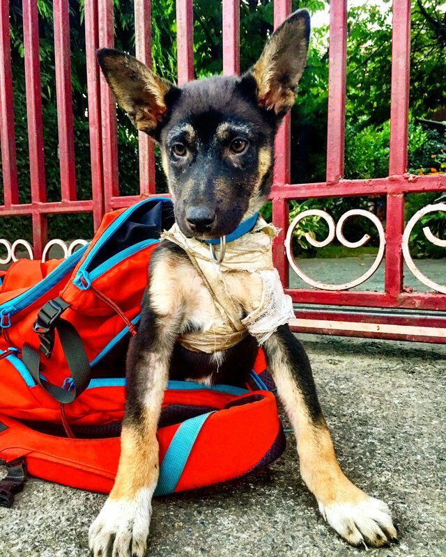 tourist rescues stray puppy