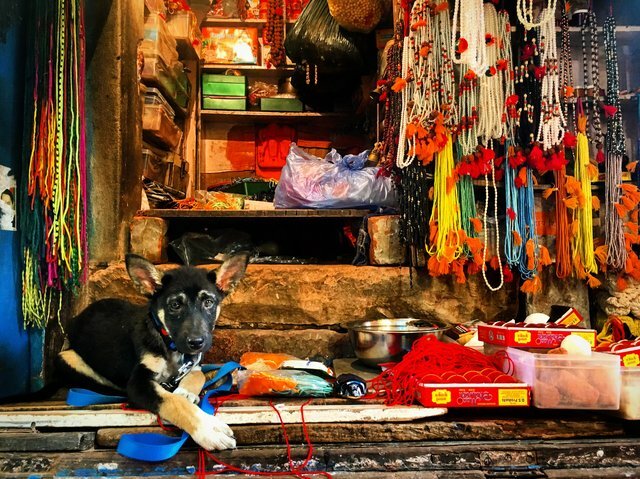 tourist rescues stray puppy