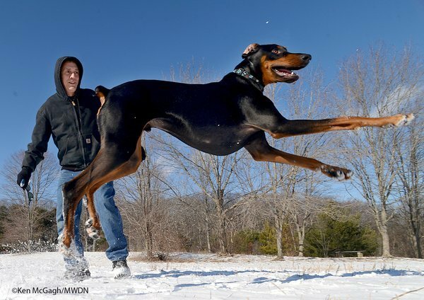 speeding to save dogs life