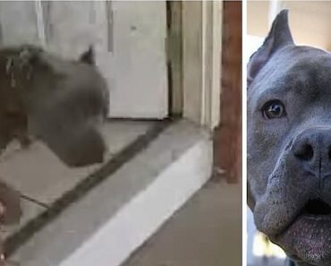blitz the hero pit bull