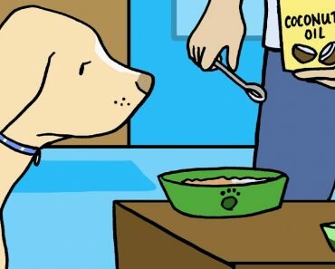 coconut oil for dogs