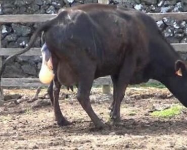pregnant cow babies dropping to ground