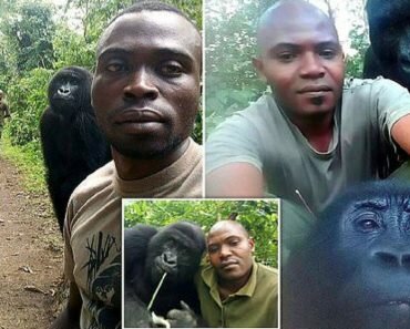 gorillas selfie