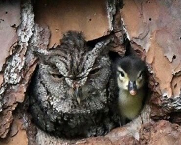 owl raising duckling