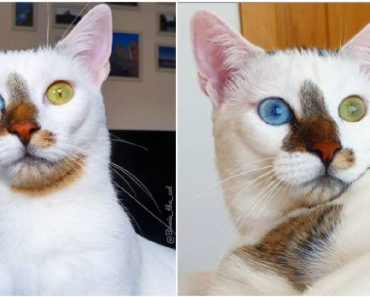 rescue kitty internet sensation