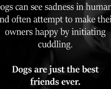 dog cuddling