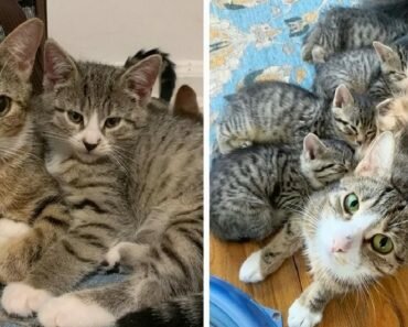 cat with kittens living car